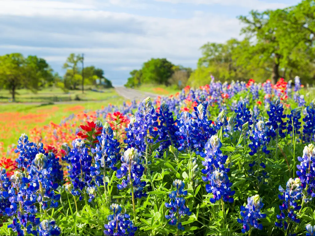 Bluebonnets in Texas Hill Country with a road in the background 