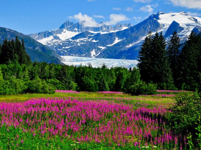 Mendenhall Glacier Viewpoint with Fireweed in bloom with majestic mountains in the background on a sunny day