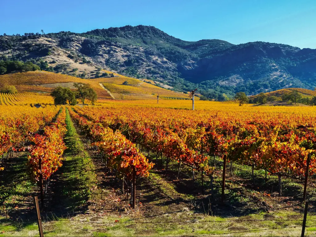 Vineyards in Napa Valley in the fall, with golden leaves on the vines in front of silver mountains in the background