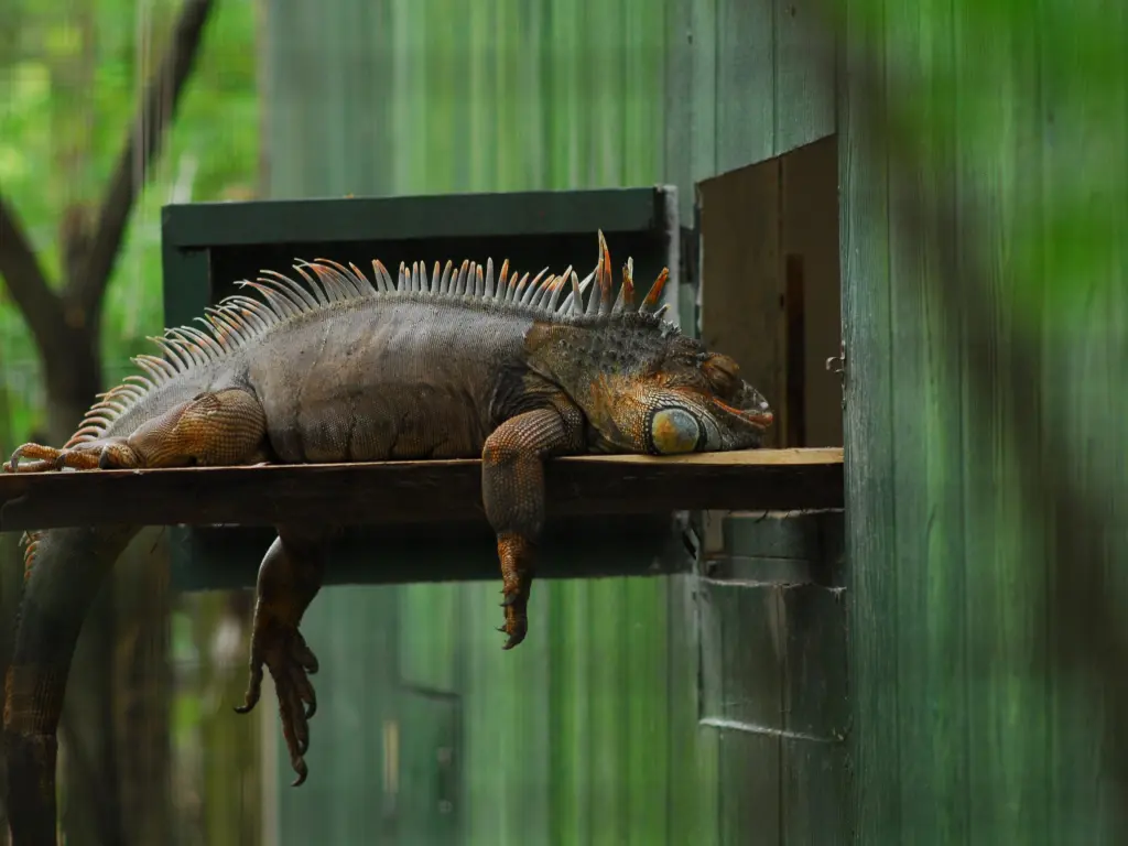 A sleeping lizard at the zoo enclosure