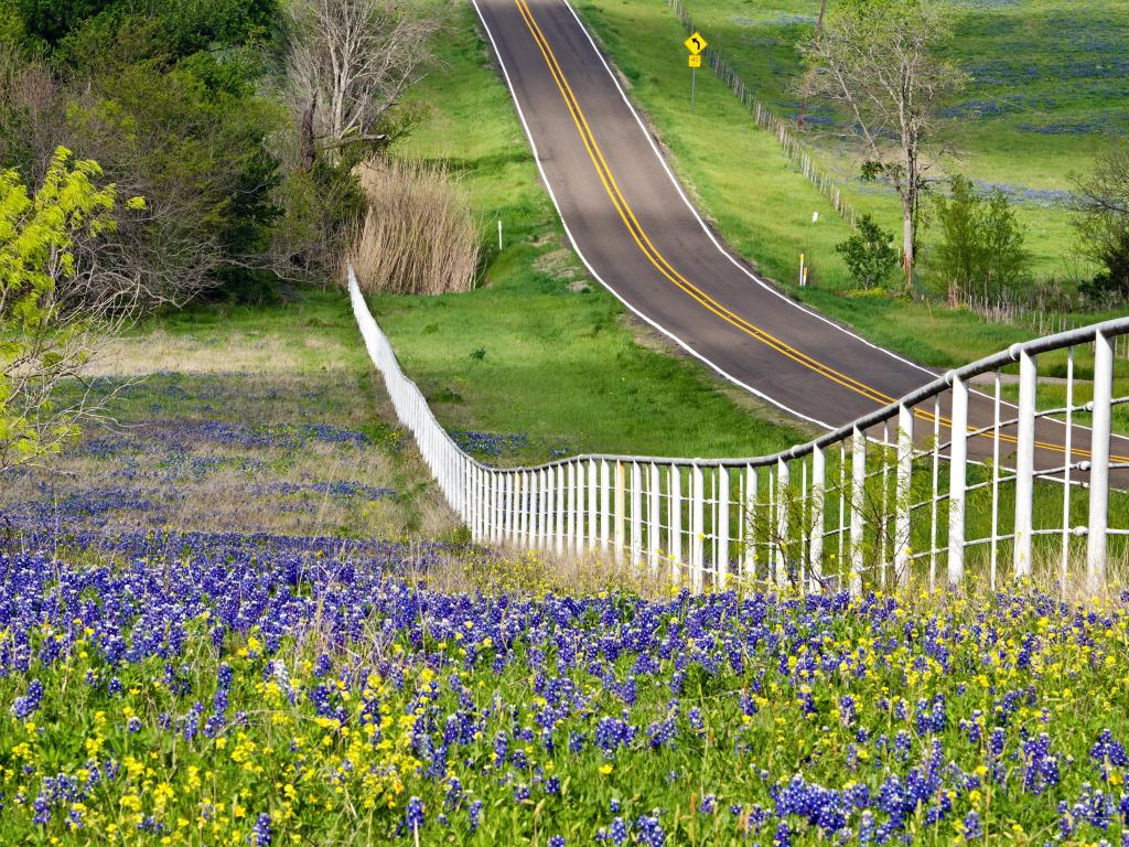 Bluebonnets and yellow wildflowers along the side of the rolling road with white fence in Texas