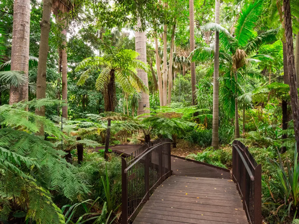 Beautiful fern gully at Royal Botanic Gardens  