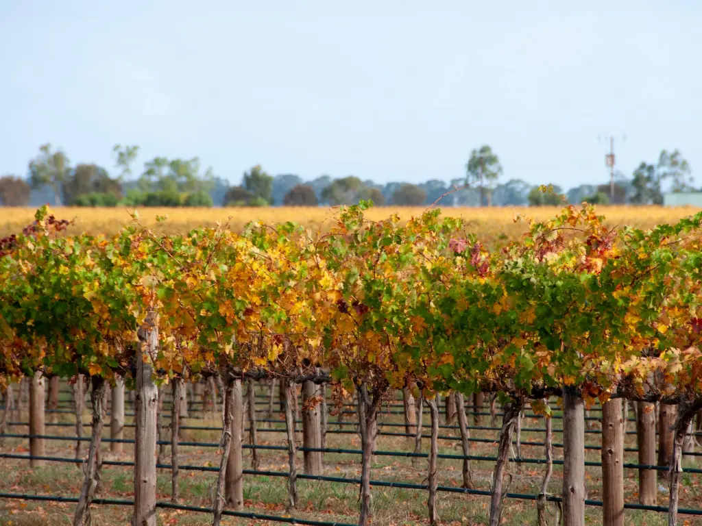 Yellow grape vines at a vineyard