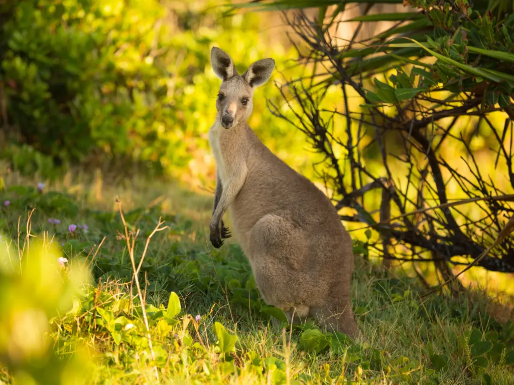 Kangaroo in the national park, staring into the camera