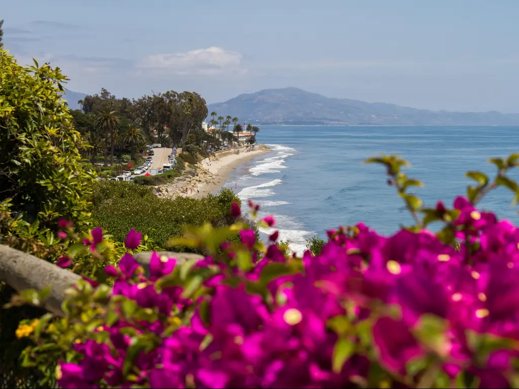 Santa Barbara, California, USA with a view of Butterfly Beach with pink flowers in the foreground. 