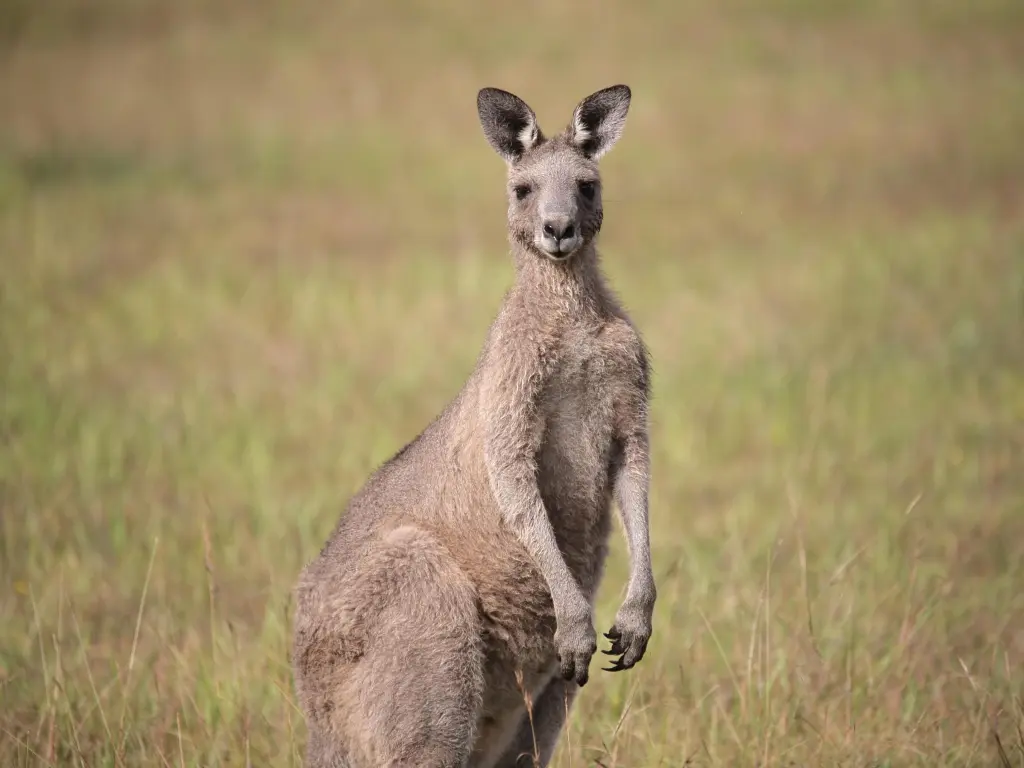 Kangaroo stranding up with ears pricked, looking into the camera