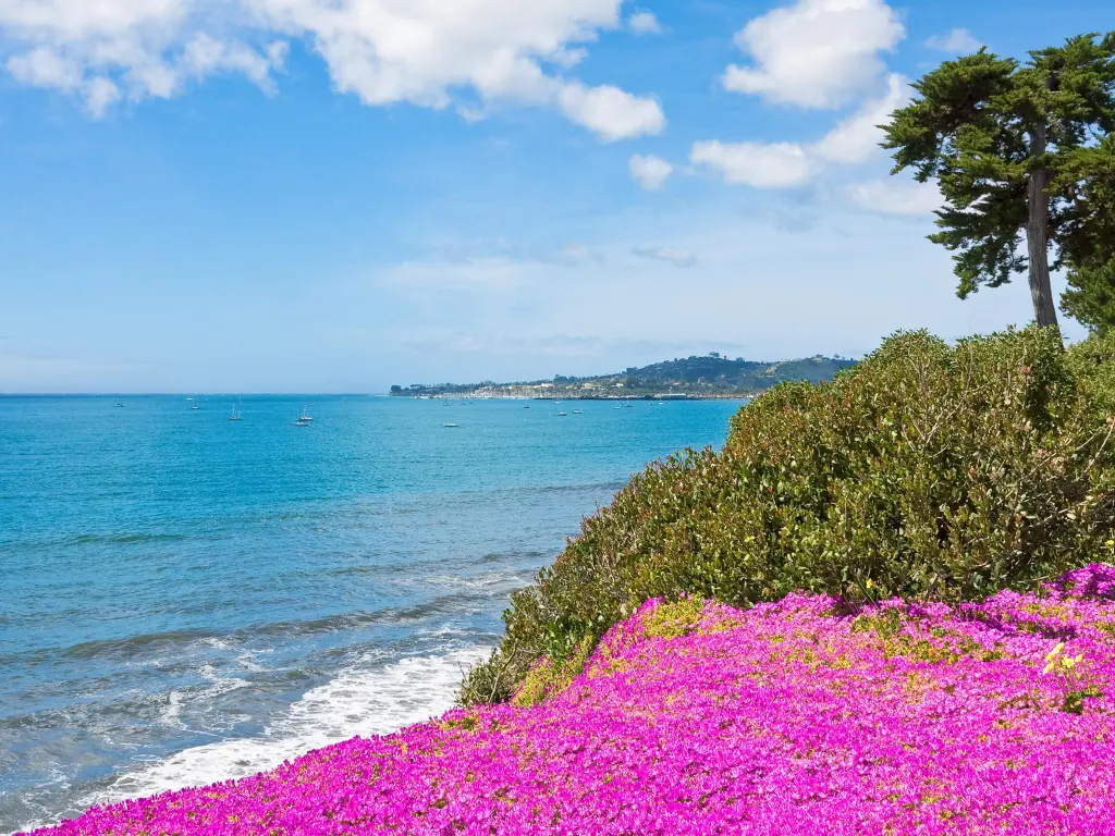 Beautiful purple blooms on a hill overlooking the ocean