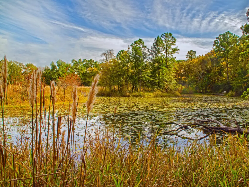 Autumnal view of reeds and lilies across a pond with trees in the background