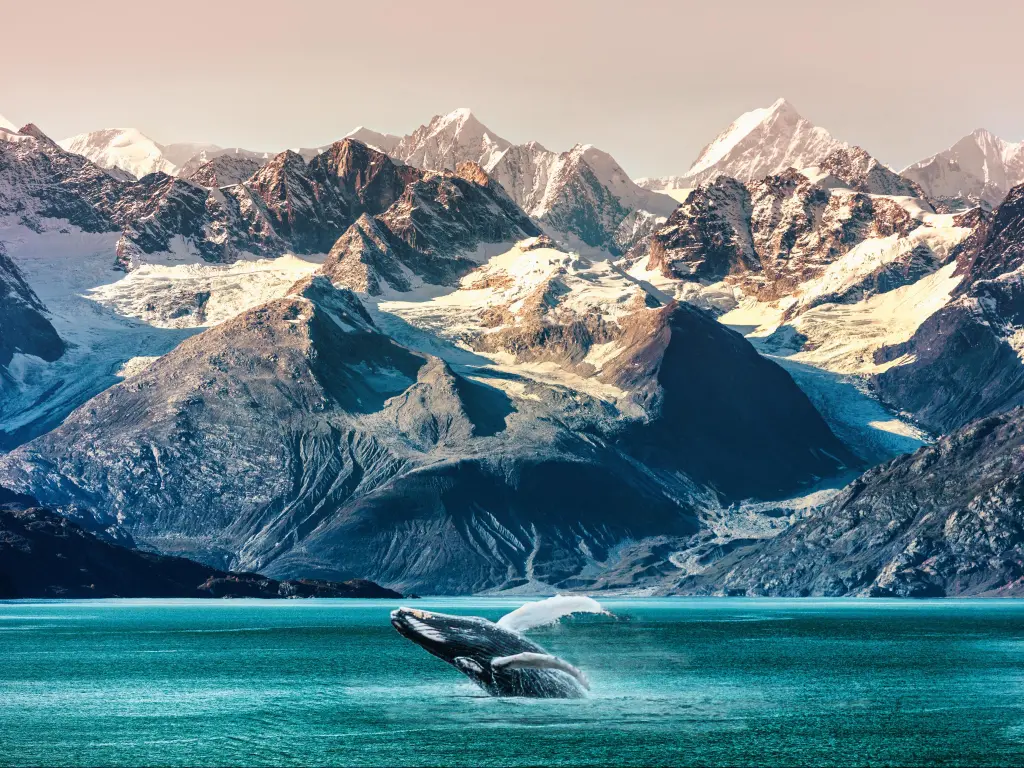 Alaska whale watching boat excursion. Inside passage mountain range landscape luxury travel cruise concept.