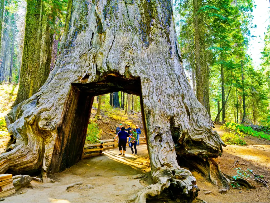 View of the dead tunnel tree in Tuolumne Grove, Yosemite National Park