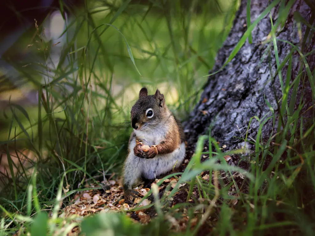 A cute squirrel eating a nut by a tree in the park