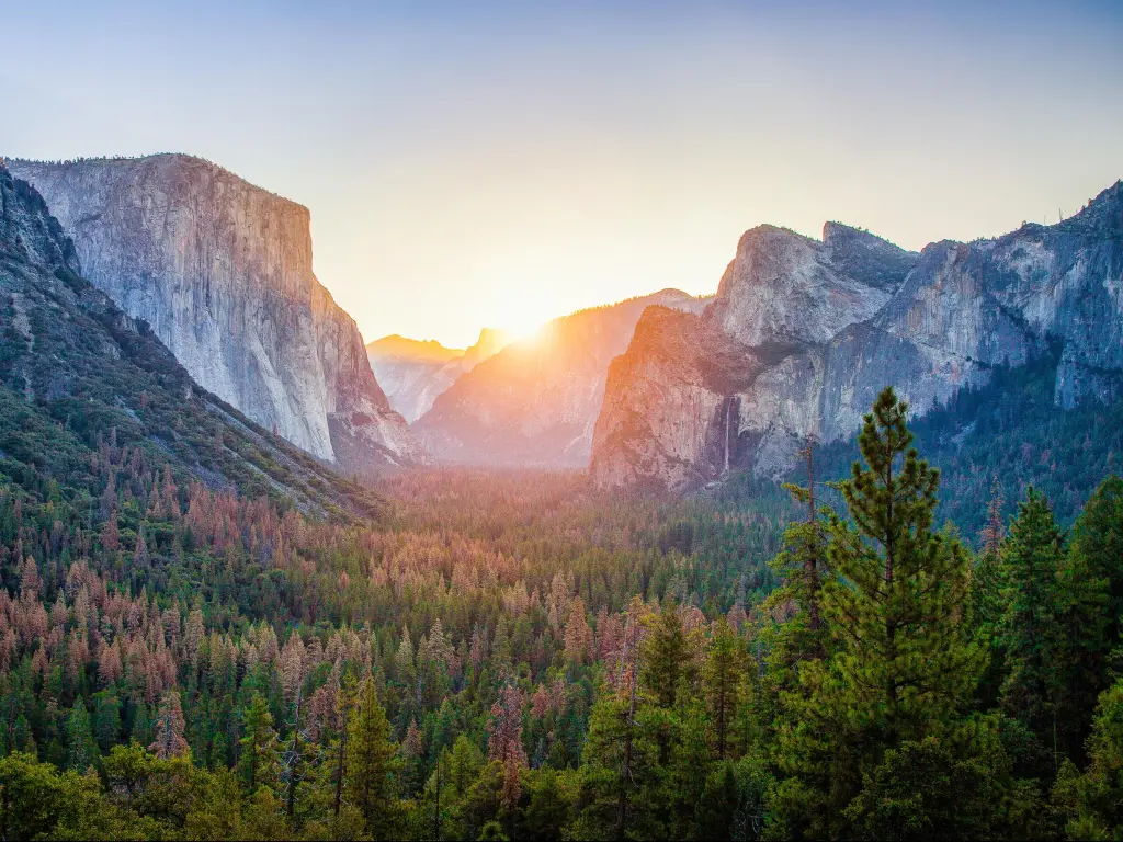 View of flowers in Yosemite Valley with famous El Capitan and Half Dome Rock golden morning light 