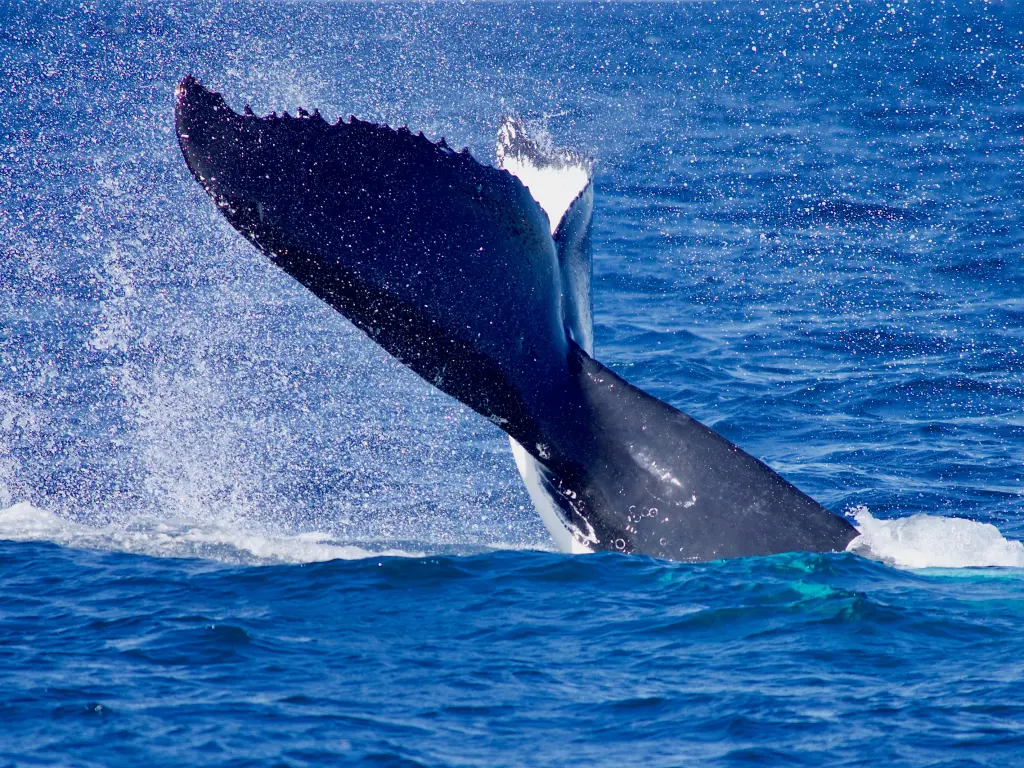 Close-up of the tail of a humpback whale