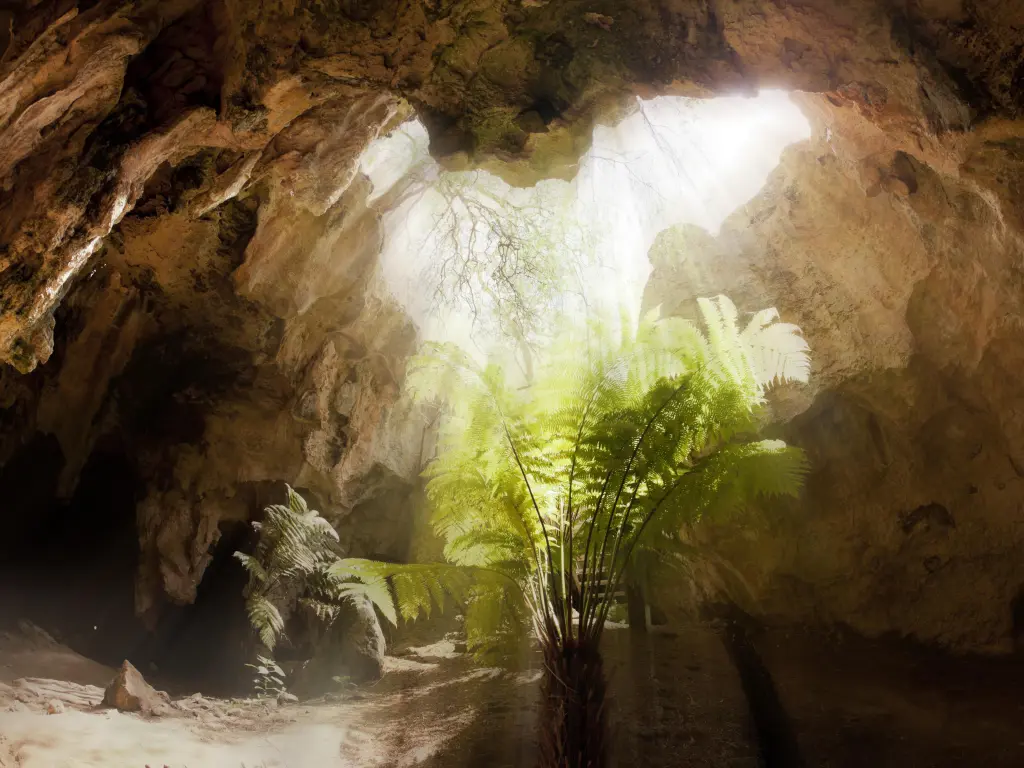 Inside a limestone cave with a hole in the ceiling letting sunlight in, shining on a fern tree