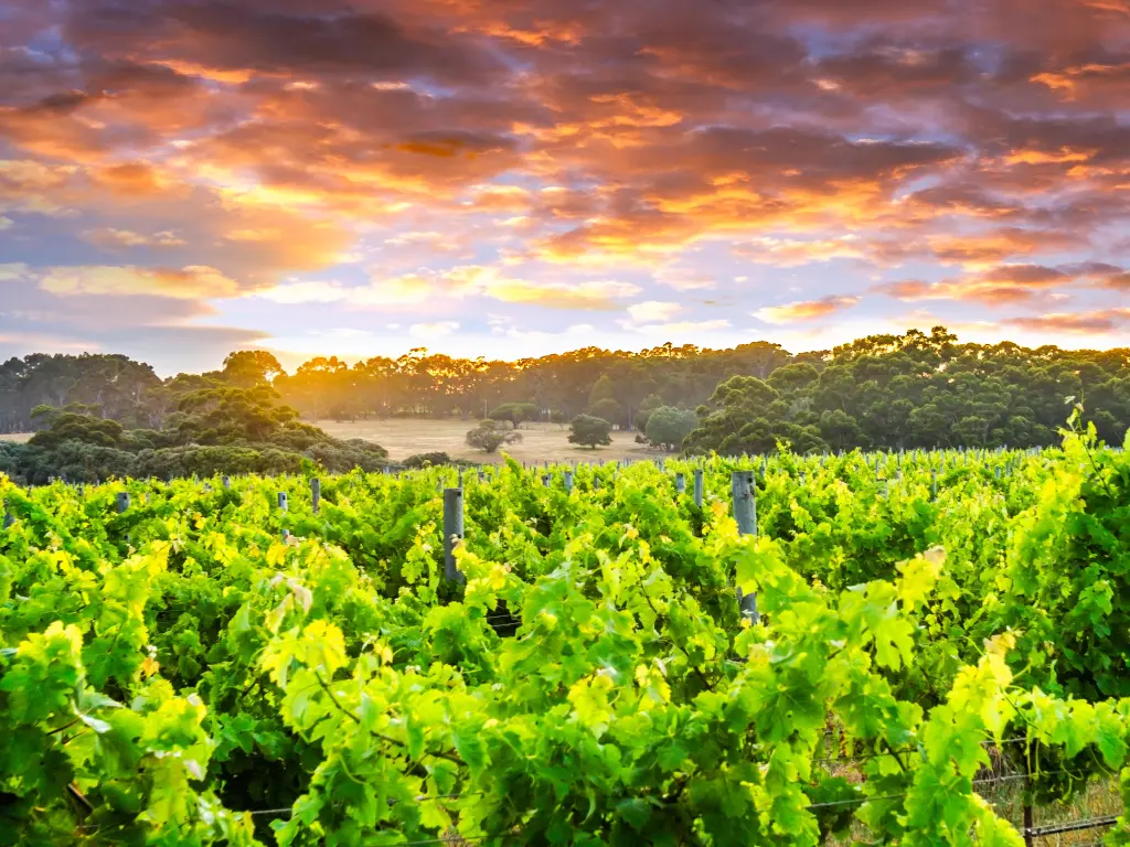 Vineyard during sunset