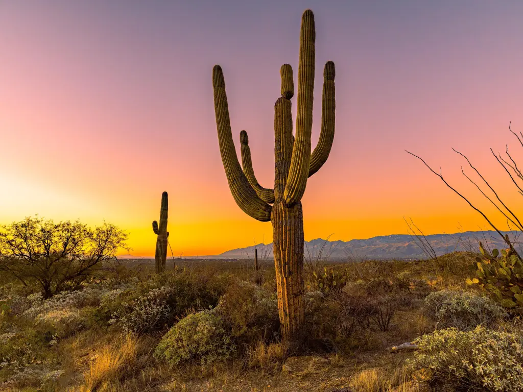 Beautiful peach-colored sunset behind a tall cactus in the national park