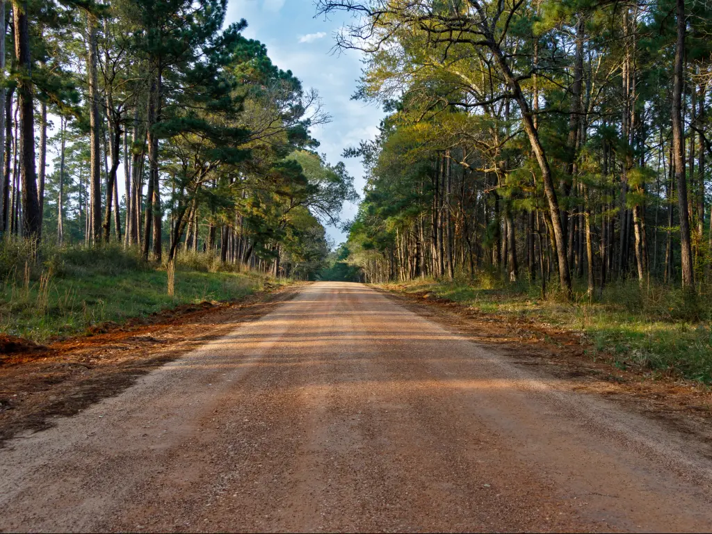 Road in Sam Houston National Forest on the road trip from Dallas to Houston