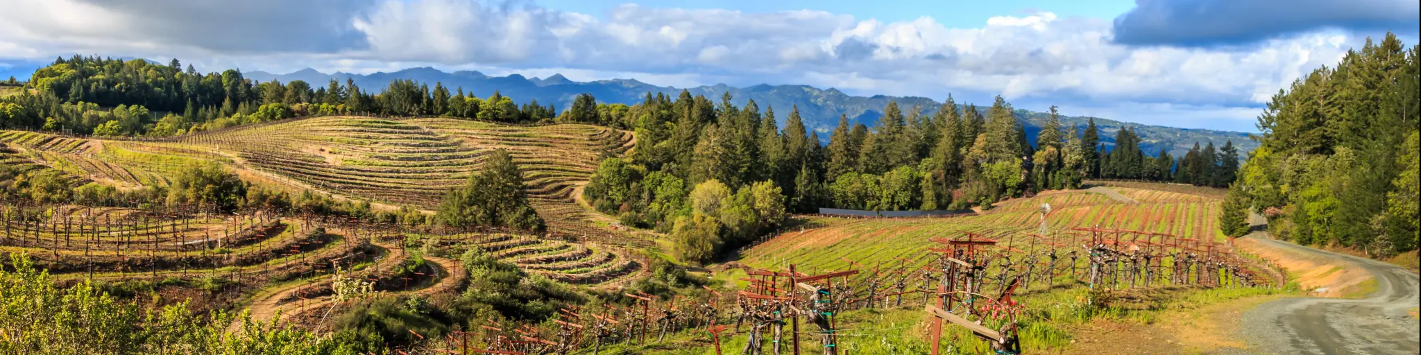 Panoramic View of Napa Valley Vineyards with undulating hills and a blue sky with clouds above