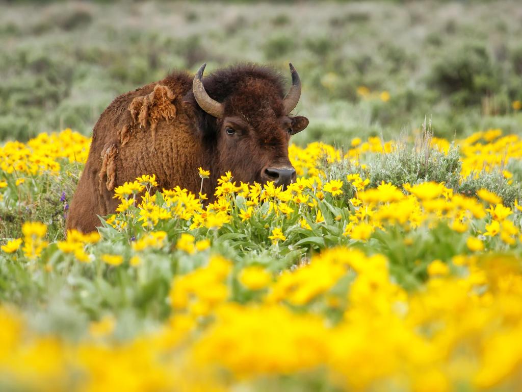 Male bison lying in a field of yellow flowers