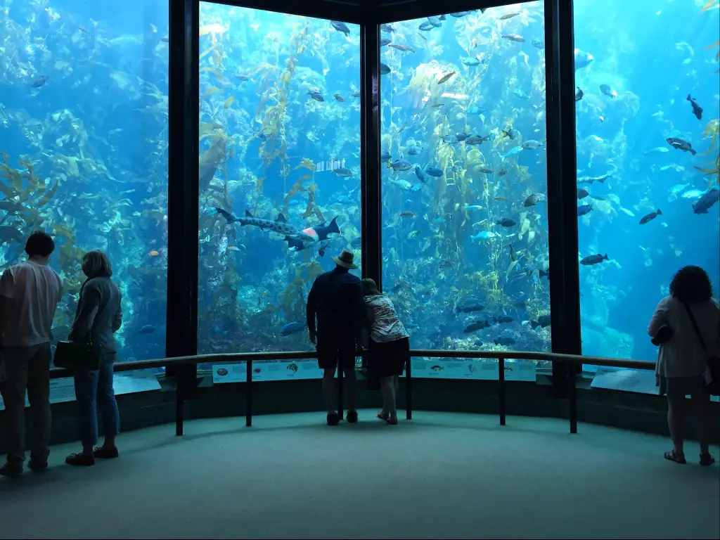 Kelp Forest tank at The Monterey Bay Aquarium, Monterey, California