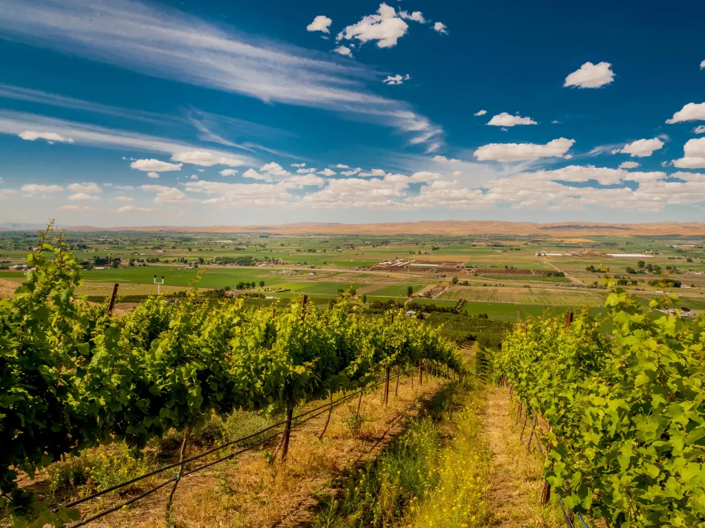 Vineyard in Yakima, Washington on a sunny day with dramatic clouds