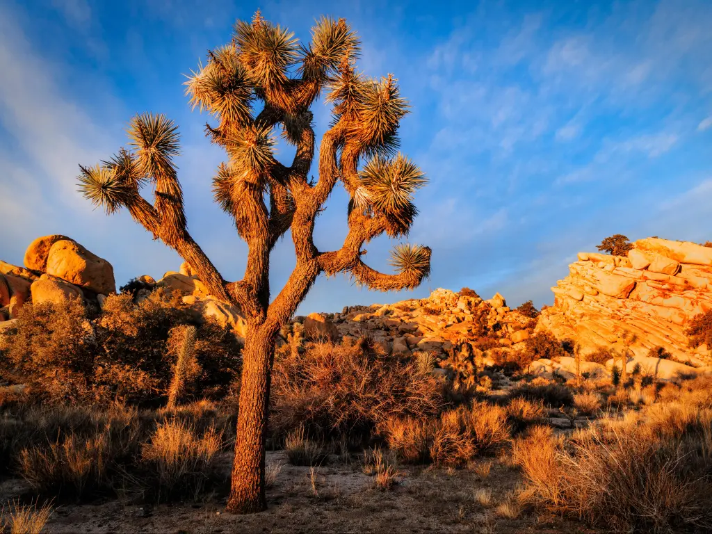 A majestic Joshua tree with stone hills in the background during golden hour/sunset