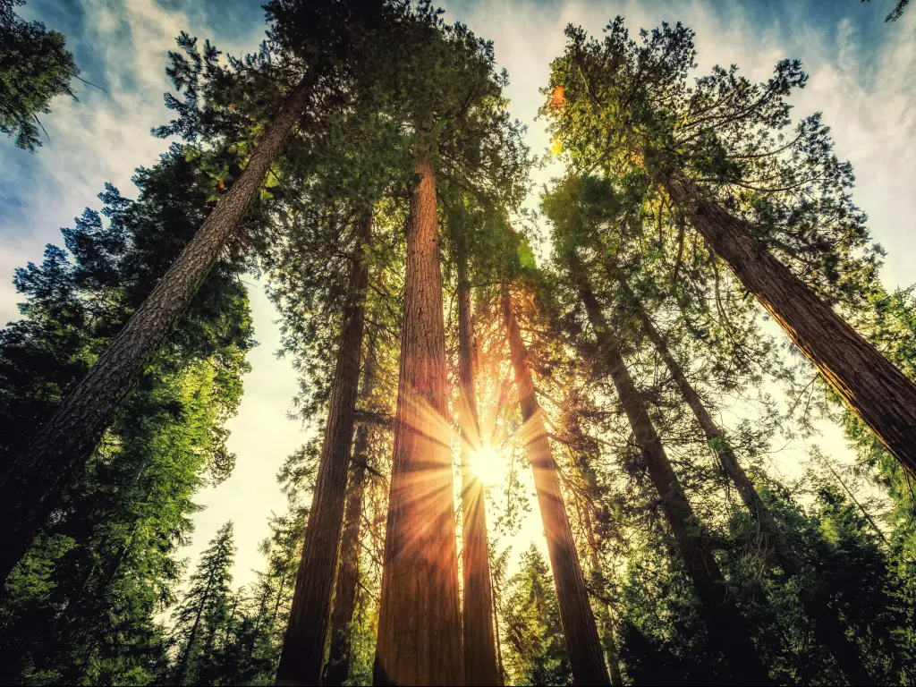 Towering Sequoia trees in Yosemite National Park, California, with sun rays shining through