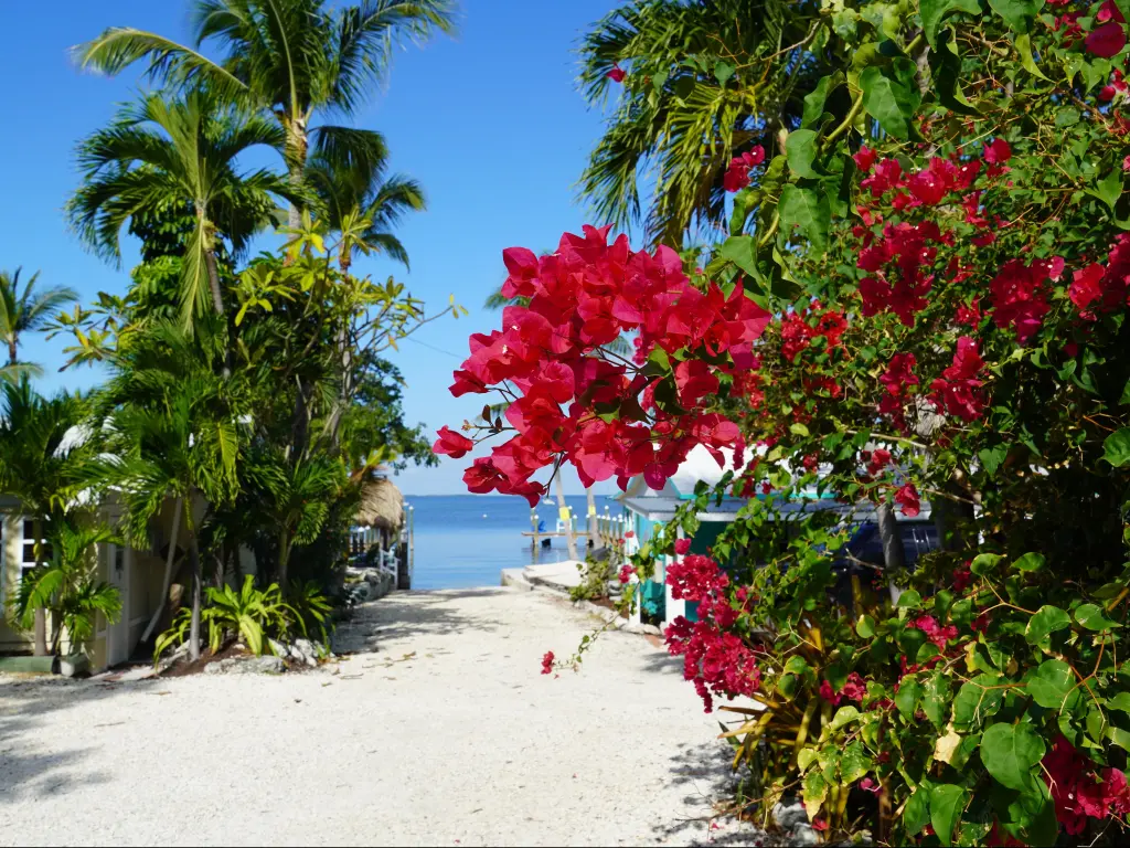 Floral foreground and background of the sea and beach in Upper Florida Keys