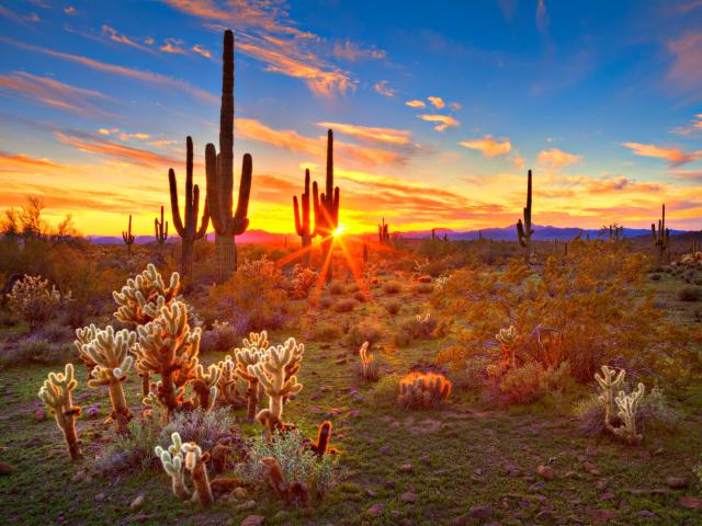 Sun setting between saguaros in the Sonoran Desert near Phoenix