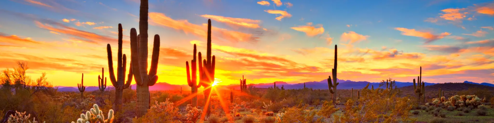 Sun setting between saguaros in the Sonoran Desert near Phoenix