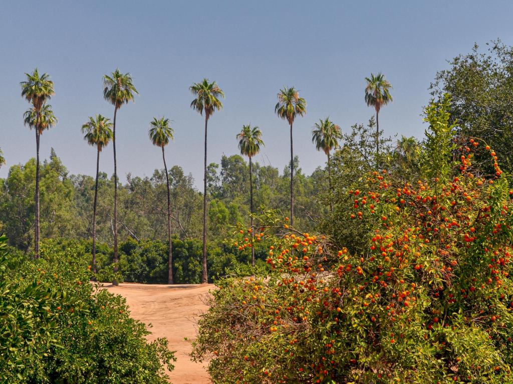 California Citrus State Historic Park, Riverside, California, USA with fruit trees and palms on a sunny day.