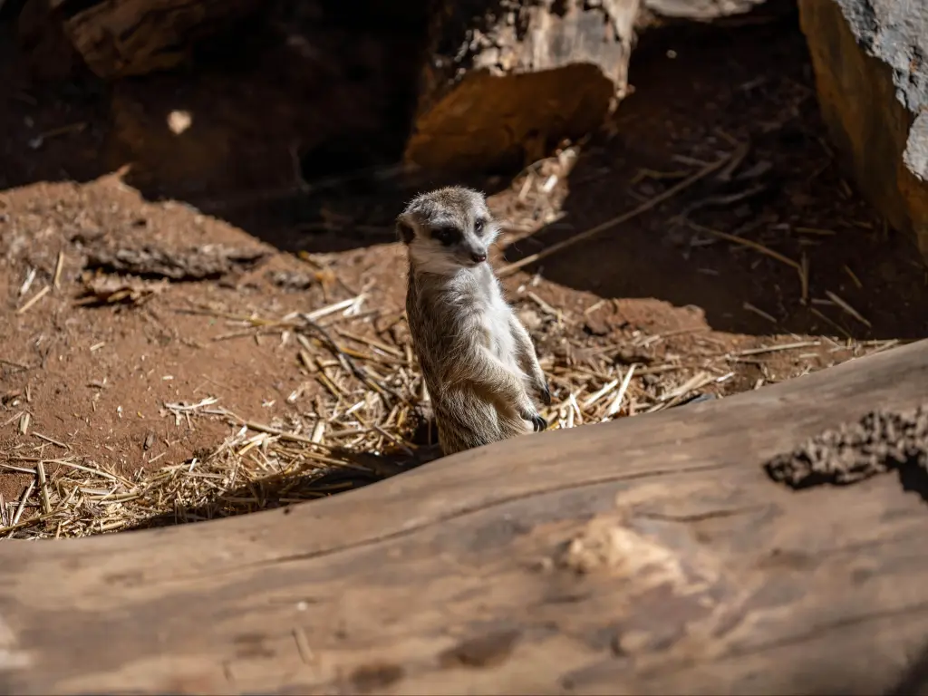 Meerkat standing behind a log in the zoo